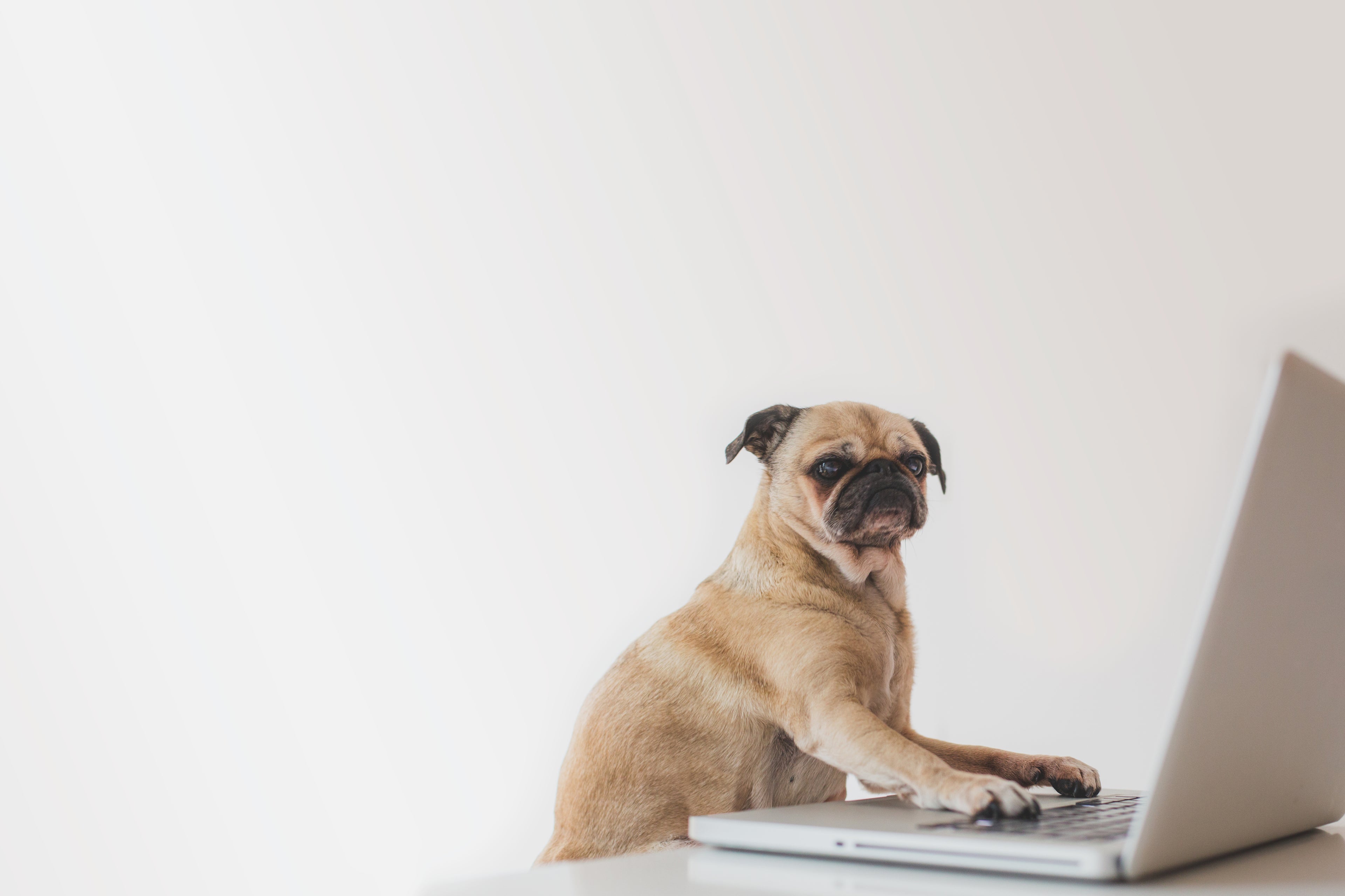 business-pug-working-on-laptop dywebsite builder and designer 
